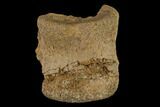 Unidentified Dinosaur Caudal Vertebra - Aguja Formation, Texas #116735-1
